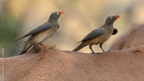 Two red-billed oxpecker sitting on the back of an impala in Kruger National Park photo