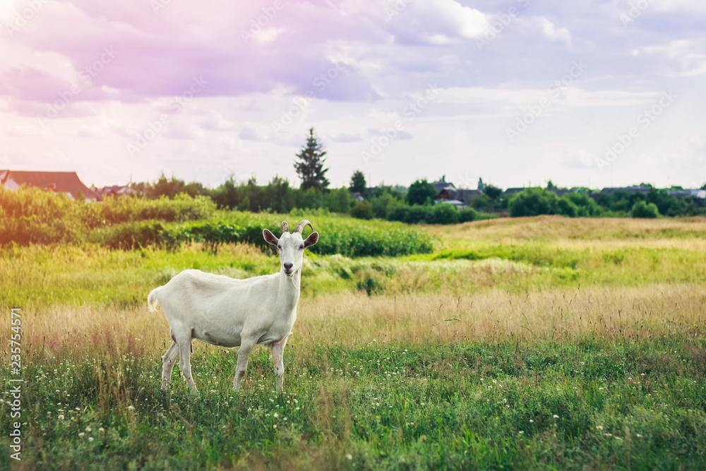 Fototapeta premium Young goat grazing in a green field