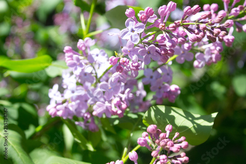 Blooms Lilac
