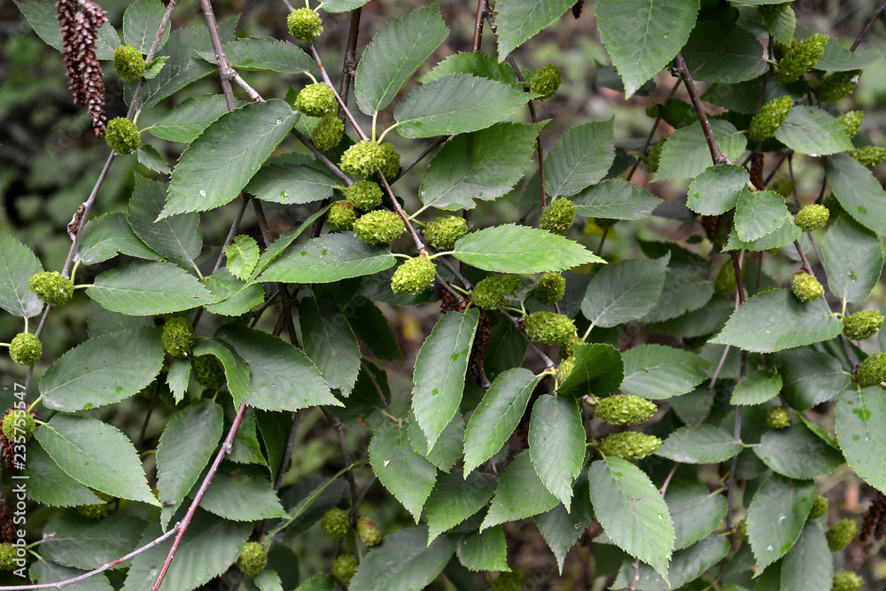 Obraz premium Wiśnia brzozowa (Betula lenta L.). Gałęzie z zielonymi kolczykami i liśćmi