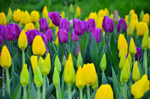 early spring tulips.  yellow and purple tulips