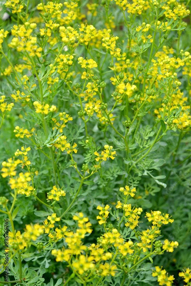 Rue fragrant (odorous) (Ruta graveolens L.). The blossoming plan Rue fragrant (odorous) (Ruta graveolens L.). The blossoming plan