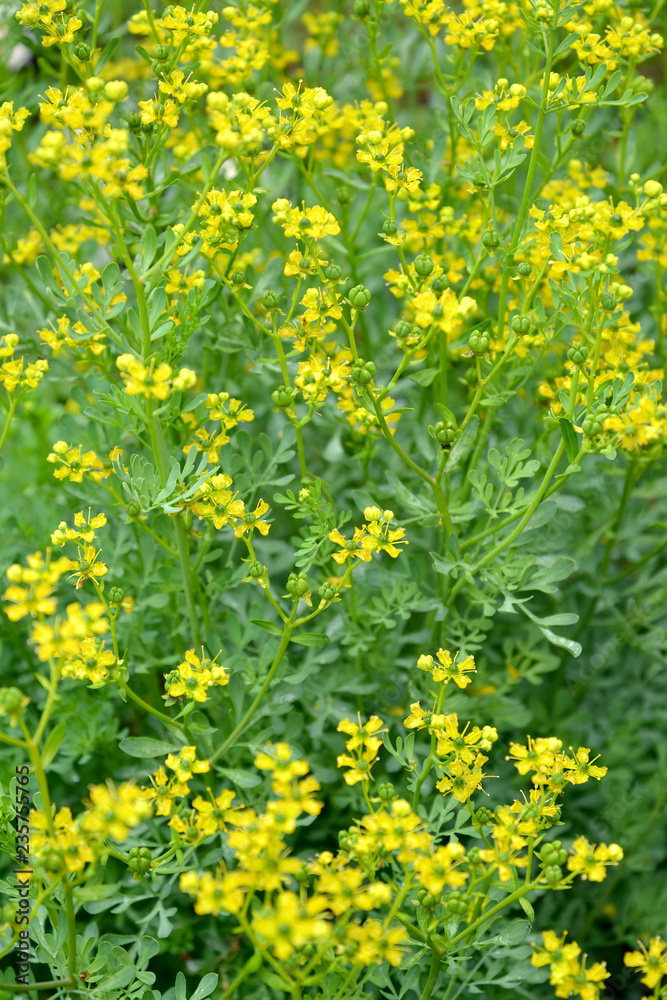 Rue fragrant (odorous) (Ruta graveolens L.). The blossoming plan