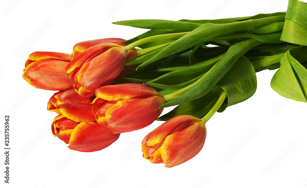 Bunch of red and yellow tulips on white background, isolated Bunch of red and yellow tulips on white background, isolated