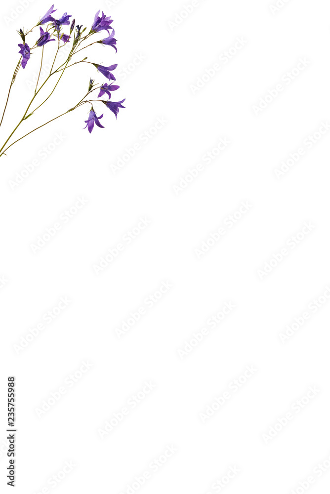 Vertical white greeting card with bluebell flowers in left top corner