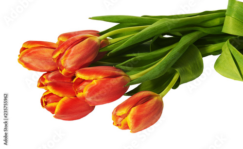 Bunch of red and yellow tulips on white background, isolated
