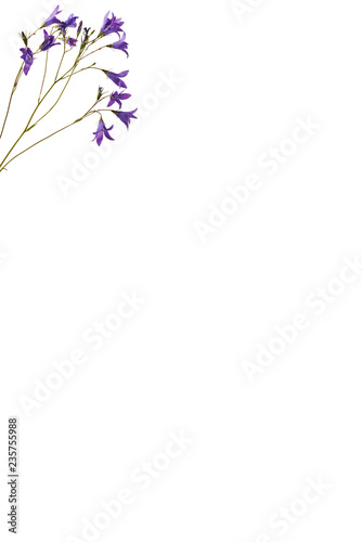 Vertical white greeting card with bluebell flowers in left top corner