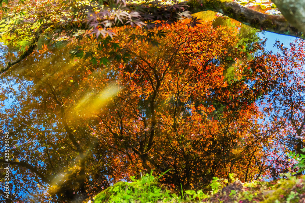 Red Orange Japanese Maple Trees Reflection Abstract Vancouver Canada Red Orange Japanese Maple Trees Reflection Abstract Vancouver Canada
