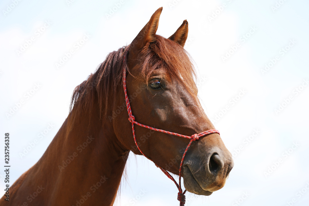 Portrait of a young horse in summer outside at rural dressage center Portrait of a young horse in summer outside at rural dressage center