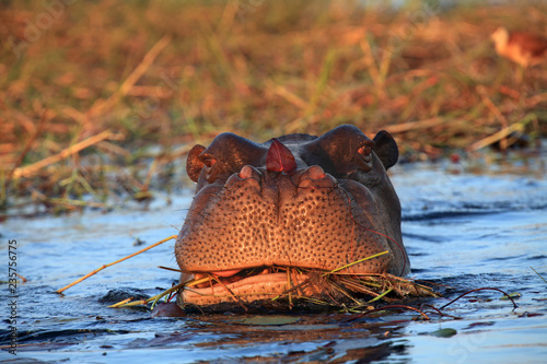 The common hippopotamus (Hippopotamus amphibius), or hippo grazing in a river with water lily leaf on the nose