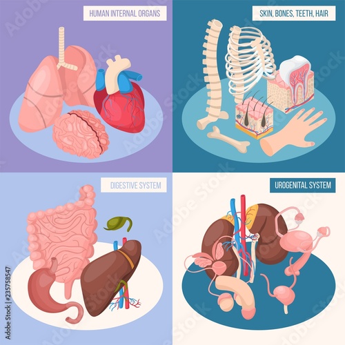 Human Organs 2x2 Design Concept