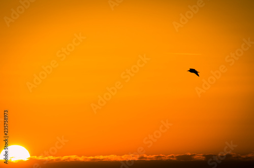 bird flying in the sunset