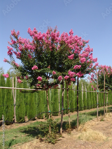 Lagerstroemia (Lagerstroemia indica) in vivaio