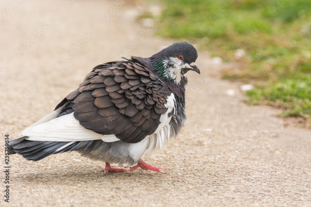 Obraz premium A Beautiful White-Grey Pigeon Walking on the Pavement