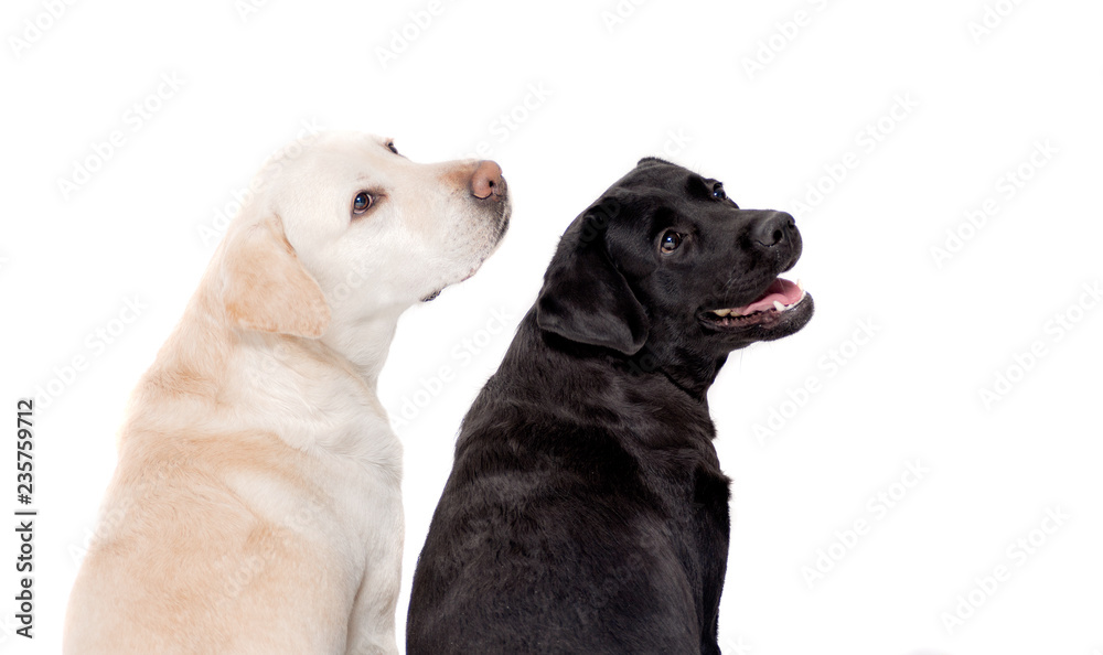 Black and white Labrador on white background, portrait. Dogs and photo Studio