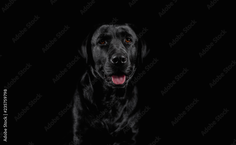 Dog. Photo Studio, black lab on a black background. Black on black