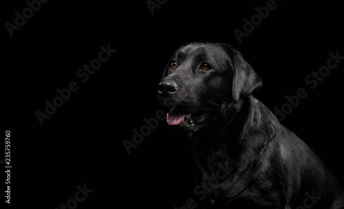 Dog. Photo Studio, black lab on a black background. Black on black © Tsvetkova