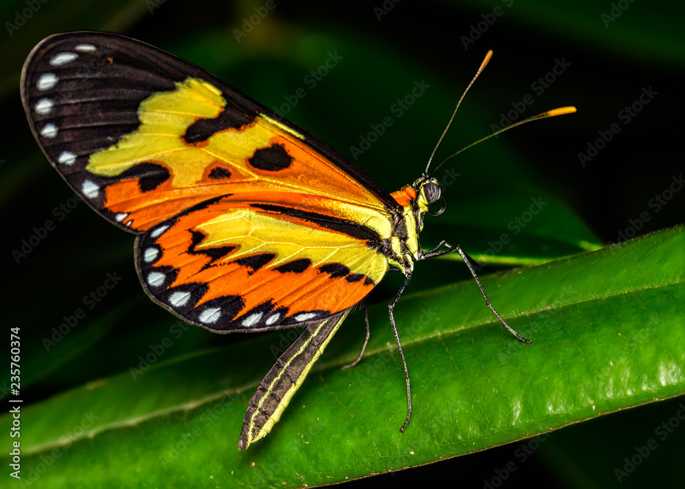 Obraz premium Brazilian Butterfly - Mechanitis lysimnia - on leaf close up - Macro butterfly lateral view 