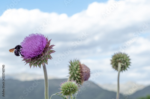 cardo almizclero con abejorro con alas abiertas  y varas flores