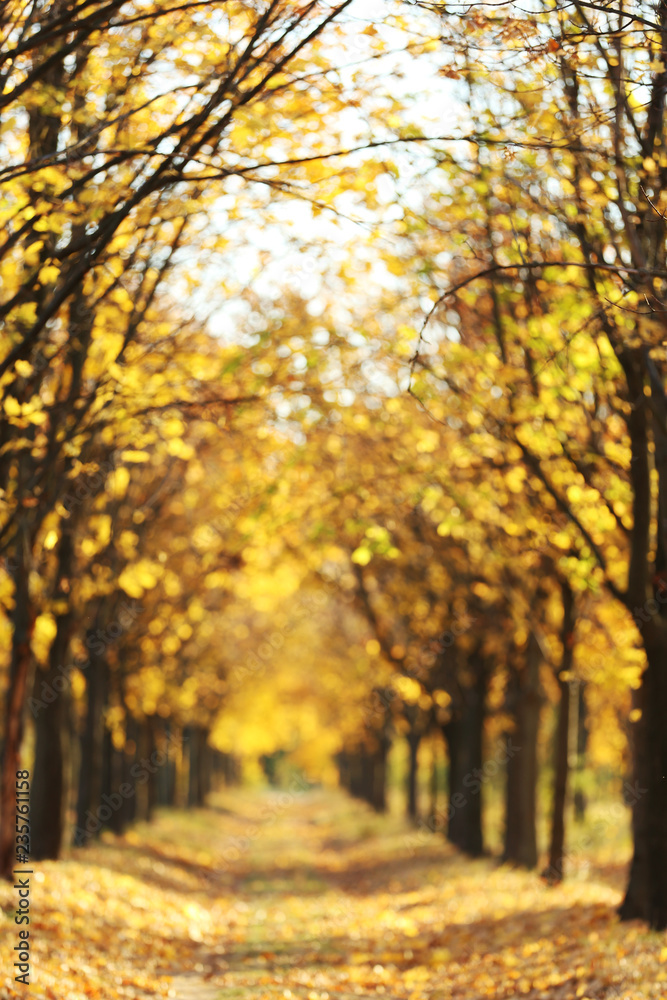 Trees with yellow leafs in autumn park Trees with yellow leafs in autumn park