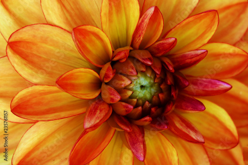A single dahlia flower with bright red and orange petals.