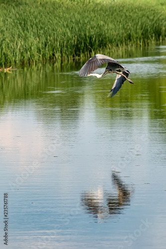 Typical landscape at swamp area of Imperial Pond (Carska bara), large natural habitat for birds and other animals from Serbia. A grey heron on the photo. Bird in flight.