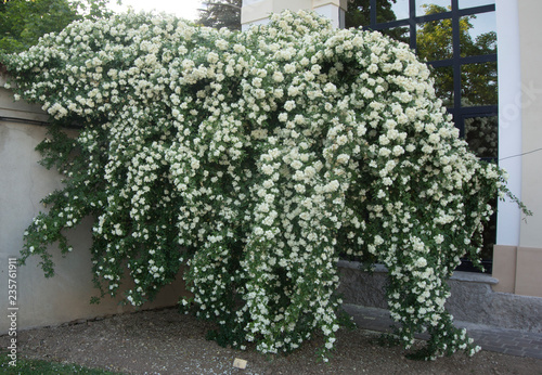 Rosa Purezza