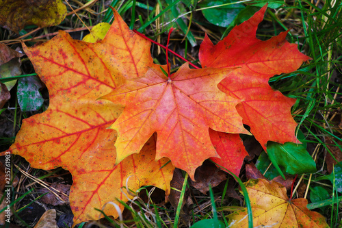 Autumn leaves are hollow red. The leaves lie on the ground, a heap of leaves.