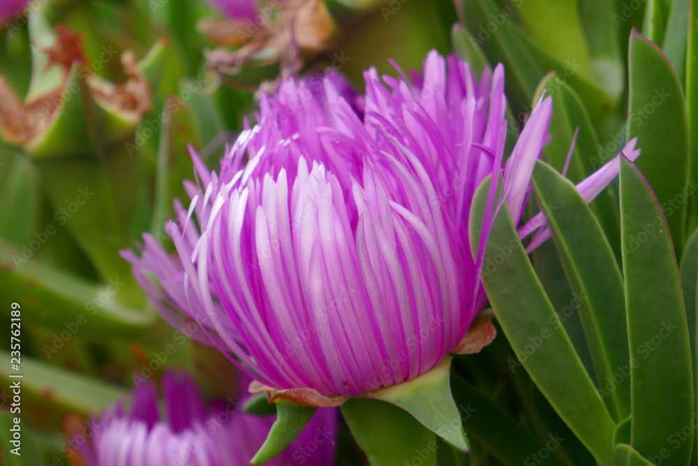 fleur mauve fleur mauve