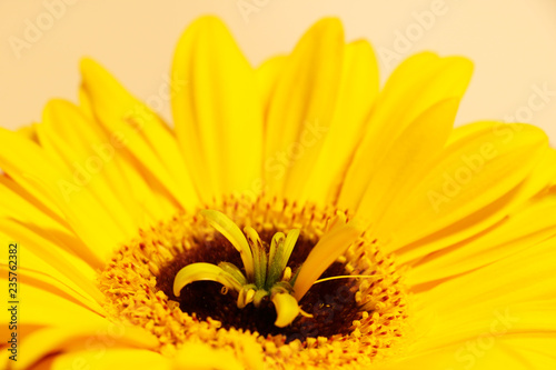 Macro shooting of bright yellow daisy gerbera.