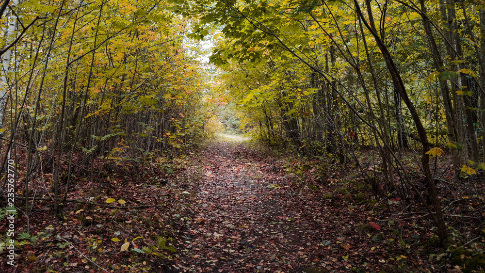 Fototapeta premium autumn in the forest