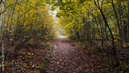 autumn in the forest