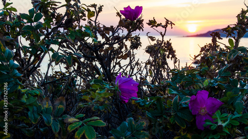 flowers on a background