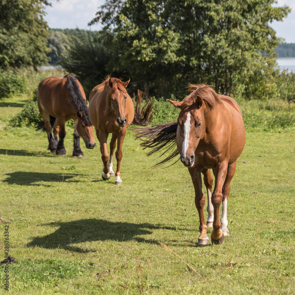 horses in the pasture