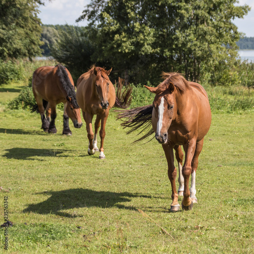 horses in the pasture © OE993