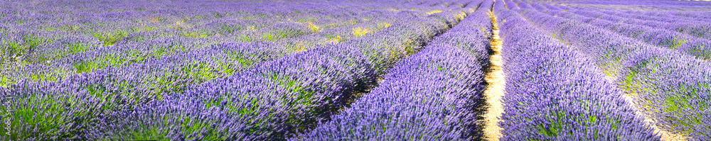Lavender field in summer countryside,Provence,France