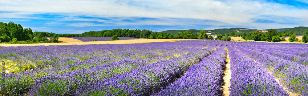 Naklejka premium Lavender field in summer countryside,Provence,France