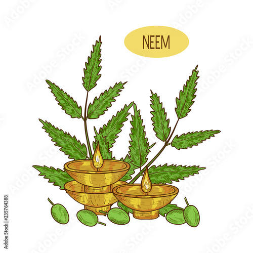 Neem. Plant. Leaves, fruit. Scented Burning Candle. Unadi. Sketch. Color pattern.