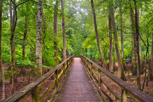 The boardwalk in Congaree National Park passing through the swamp lands.