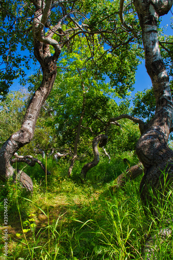 Fototapeta premium The Crooked Bush is a grove of aspen trees that grow in all directions, except straight up.