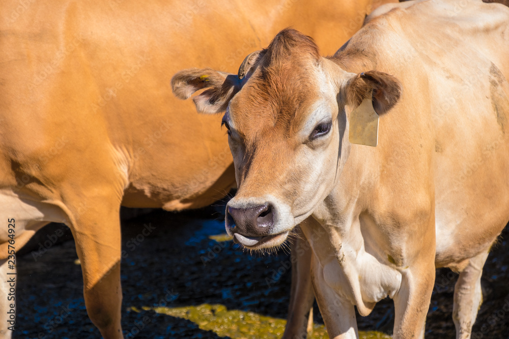 milking cow on a farm milking cow on a farm