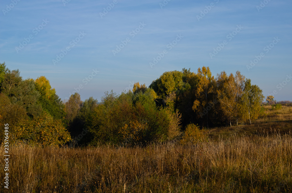The ravine is overgrown with grass and greens. Swampy ravine overgrown with bushes The ravine is overgrown with grass and greens. Swampy ravine overgrown with bushes