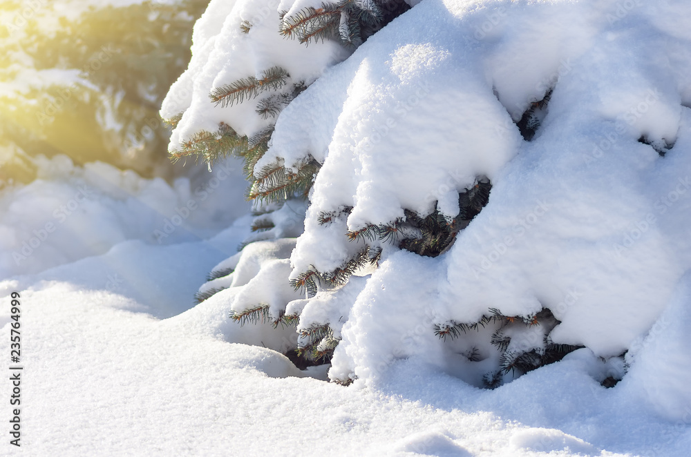 Twigs of fir tree in the snow, winter background