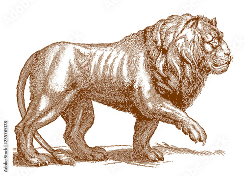 Walking male lion panthera leo in side view. Illustration after antique engraving from 17th century