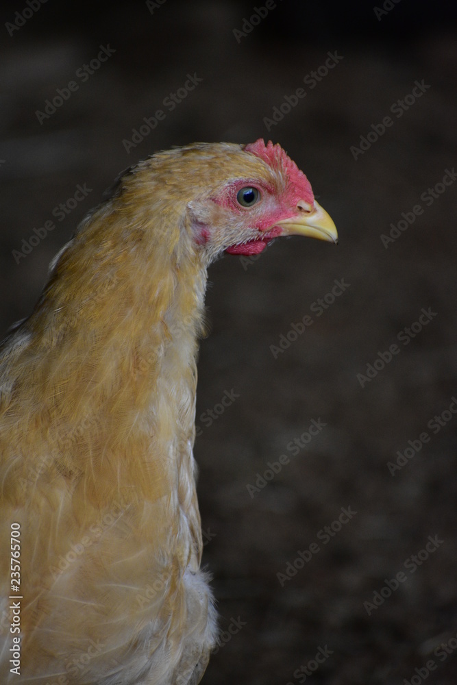free ranging chickens close up