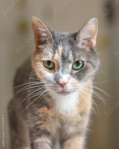 Fototapeta Naklejka Na Ścianę i Meble -  Calico Cat Portrait - Orange, Grey, and White