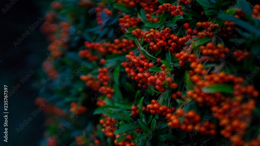 Berries Berries