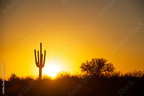The sun setting over the desert under a cloudless sky with a saguaro cactus in the foreground.