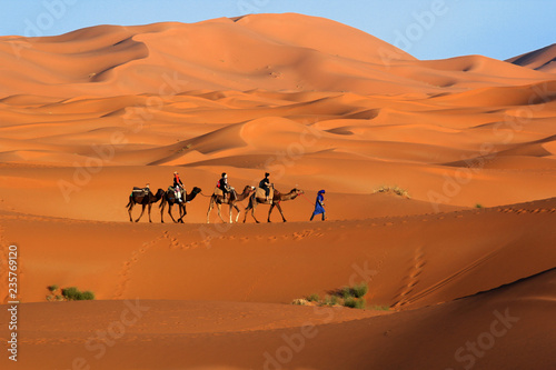Camel caravan trekking in the Sahara desert