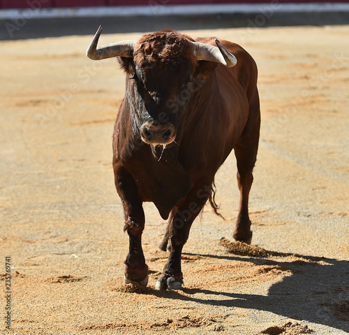 toro en el campo en españa